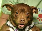 Adopt Rita - $100 a Pit Bull Terrier