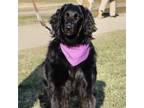 Adopt KEELEY - Paws Behind Bars Trained a Standard Poodle, Golden Retriever