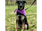 Adopt HARLOW - Paws Behind Bars Trained a German Shepherd Dog, Hound