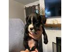 Boxer Puppy for sale in Dandridge, TN, USA