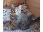 Adopt Chelsea a Extra-Toes Cat / Hemingway Polydactyl, Domestic Short Hair