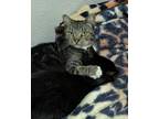 Adopt Madam Hildebraun a Tabby