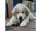 Great Pyrenees Puppy for sale in Mooringsport, LA, USA