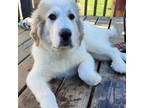 Great Pyrenees Puppy for sale in Mooringsport, LA, USA
