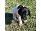 German Shorthaired Pointer Puppy for sale in Calexico, CA, USA