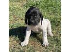 German Shorthaired Pointer Puppy for sale in Calexico, CA, USA