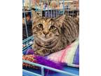 Adopt Tawny a Domestic Short Hair