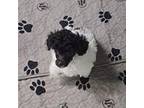 Poodle (Toy) Puppy for sale in Danville, VA, USA