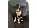 Adopt #1144 Harley a Border Collie