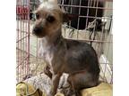 Adopt Bella Louise a Yorkshire Terrier