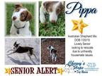 Adopt Pippa a Australian Shepherd, Labrador Retriever