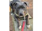 Adopt Eva a Staffordshire Bull Terrier