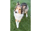 Adopt LULU a Shetland Sheepdog / Sheltie