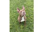 Adopt ZENA a Staffordshire Bull Terrier