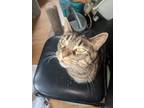 Adopt Penny a American Shorthair, Tabby