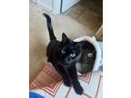 Adopt Lola (and Lucy) a Domestic Short Hair