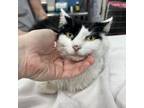 Adopt Paris a Domestic Medium Hair