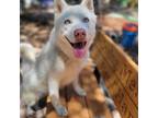 Adopt Hazel a Husky