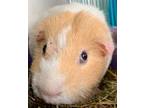 Adopt Peking a Guinea Pig