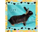 Adopt Rey a Bunny Rabbit