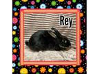 Adopt Rey a Bunny Rabbit