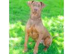 Adopt Queen Dobie 24-03-126 a Doberman Pinscher