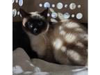 Adopt Batcat a Siamese