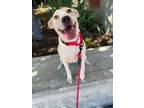 Adopt Cheerio a Pit Bull Terrier, Labrador Retriever