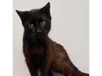 Adopt Madona (Mommy) a Domestic Medium Hair