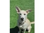 Adopt Wisteria a Shepherd, Mixed Breed