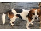 Adopt Dot a Beagle