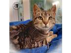 Adopt Missy a Domestic Short Hair