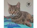 Adopt Phoebe AND Joey a Domestic Short Hair