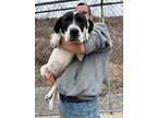 Adopt Elly May a Pointer