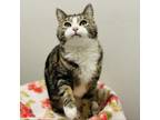 Adopt Rebel a Domestic Short Hair