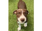 Adopt Taffy a Pointer, Terrier