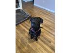 Adopt Sheba a Labrador Retriever, Pit Bull Terrier