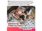 Adopt BRIDGET a Calico