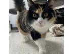 Adopt Narnia a Domestic Short Hair