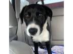 Adopt Gretel a Border Collie, Pointer