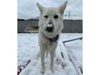 Adopt Legend a Husky, German Shepherd Dog