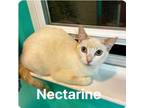 Adopt Nectarine a Domestic Short Hair, Siamese