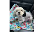 Adopt Missy Moo a Shih Tzu