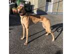 Adopt Sandy (Loskeran Sandy) a Greyhound