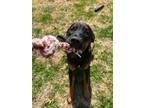 Adopt Ella a Rottweiler, Mixed Breed