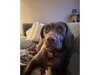 Adopt Bella a Chocolate Labrador Retriever, Beagle