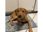 Adopt Baloo a Bloodhound, Mixed Breed