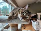 Adopt Towanda a Domestic Short Hair, Extra-Toes Cat / Hemingway Polydactyl