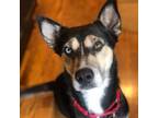 Adopt Spice Girl a Husky, Mixed Breed