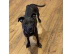 Adopt CoCo a Pit Bull Terrier